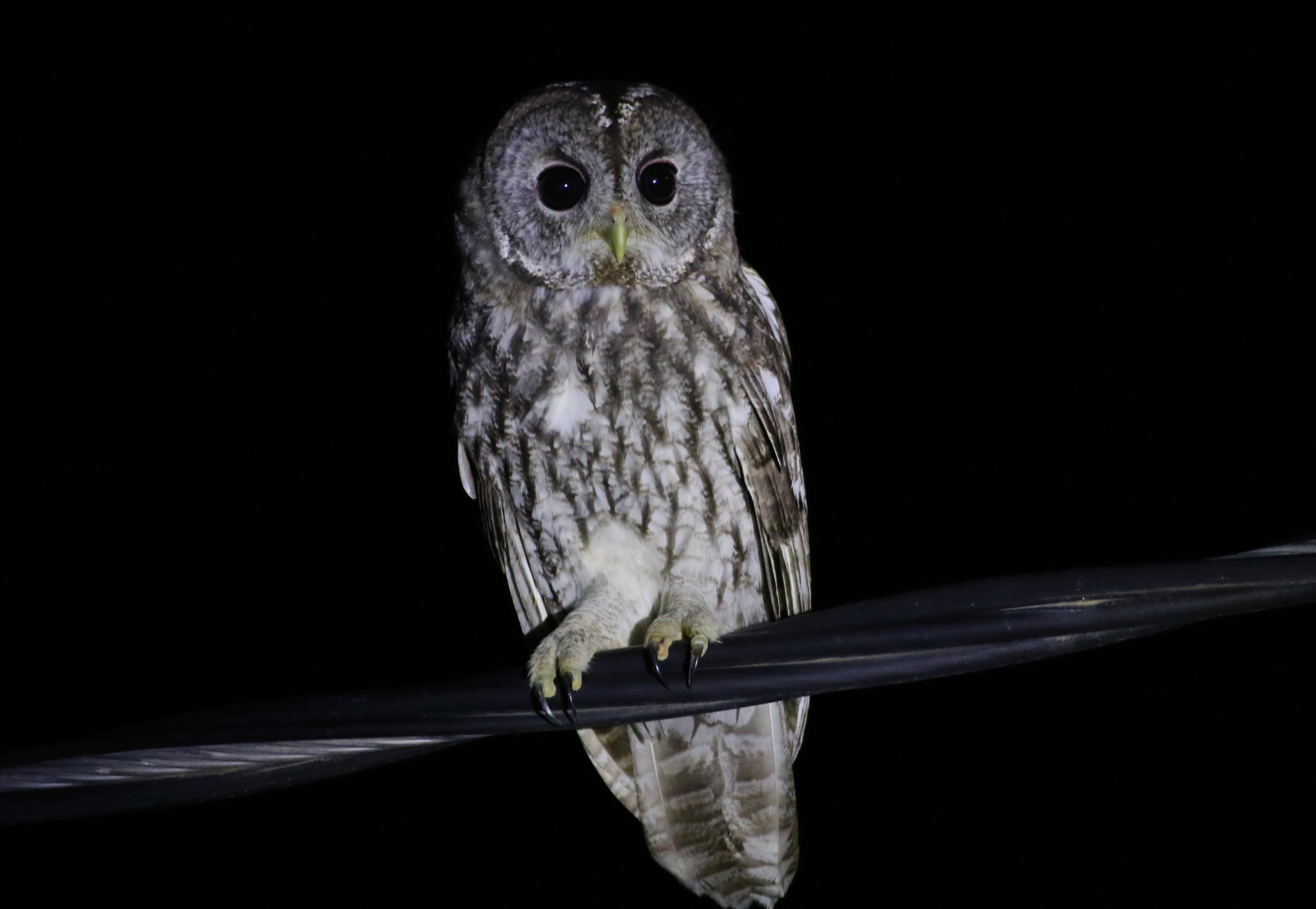 Tawny Owl